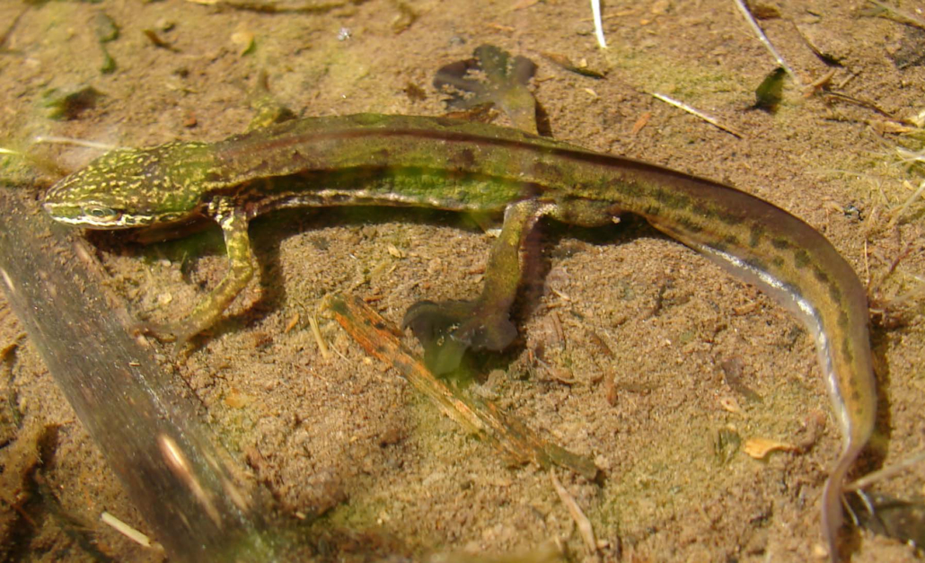 Faden-oder Leistenmolch (Triturus helveticus)