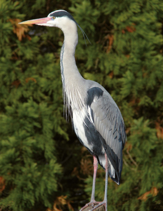 Grau- oder Fischreiher (Ardea cinerea)