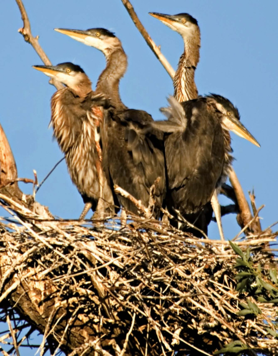 Grau- oder Fischreiher (Ardea cinerea)