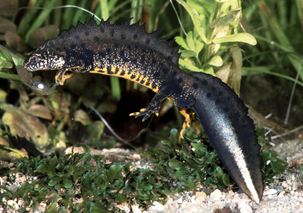 Kammmolch - Großer Wassersalamander (Triturus cristatus)