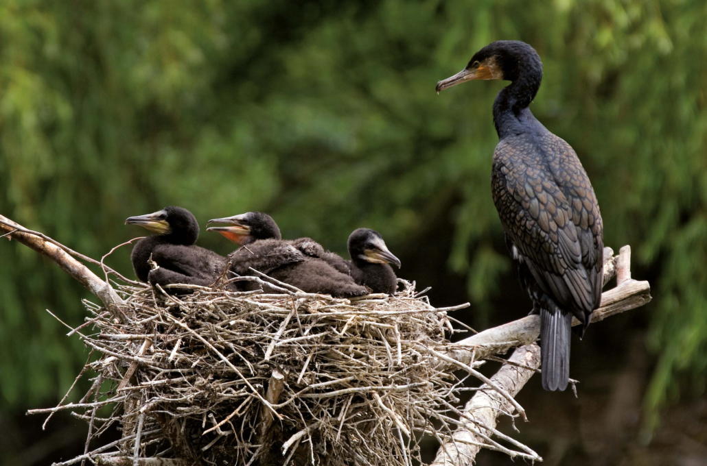 Kormoran (Phalacrocorax carbo)