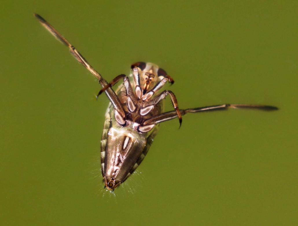 Rückenschwimmer (Notonectidae)