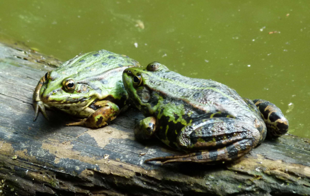 Seefrosch ( Rana ridibunda)