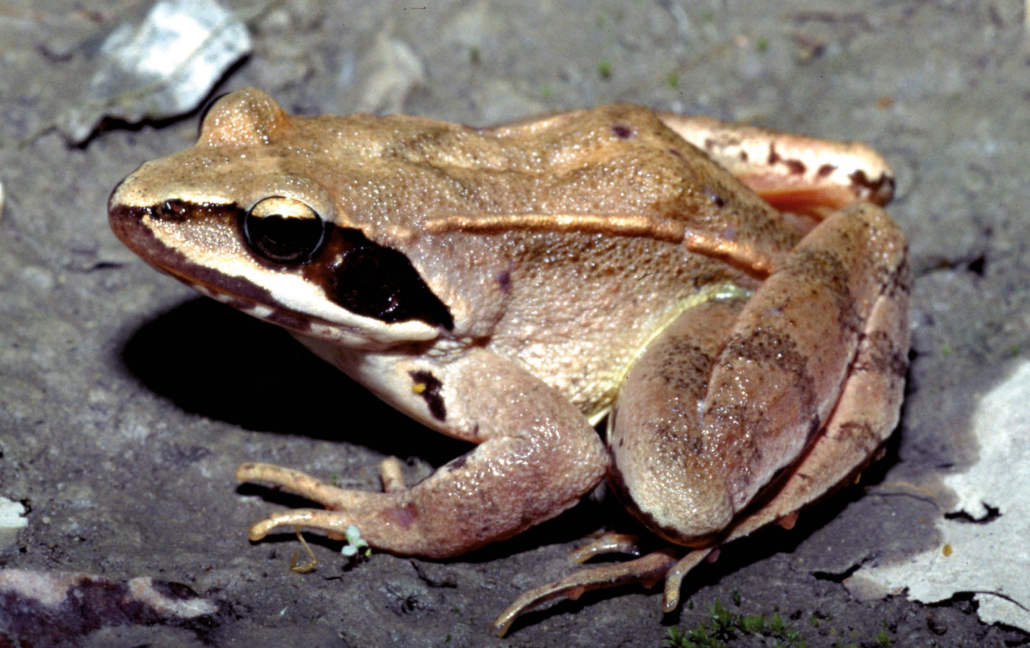 Springfrosch (Rana dalmatina)