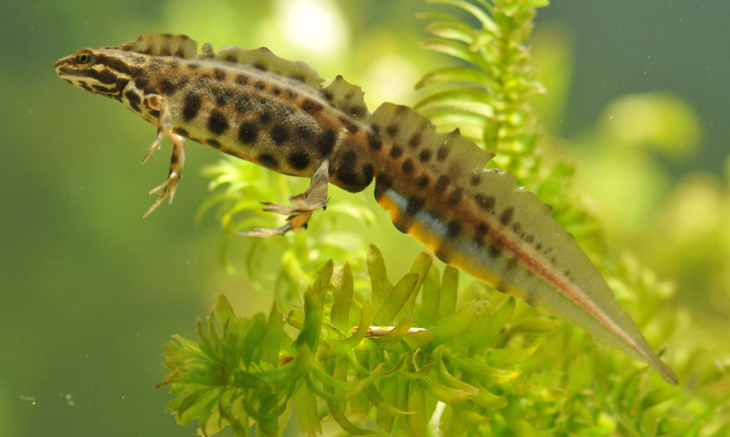 Streifen-oder Teichmolch (Triturus vulgaris)