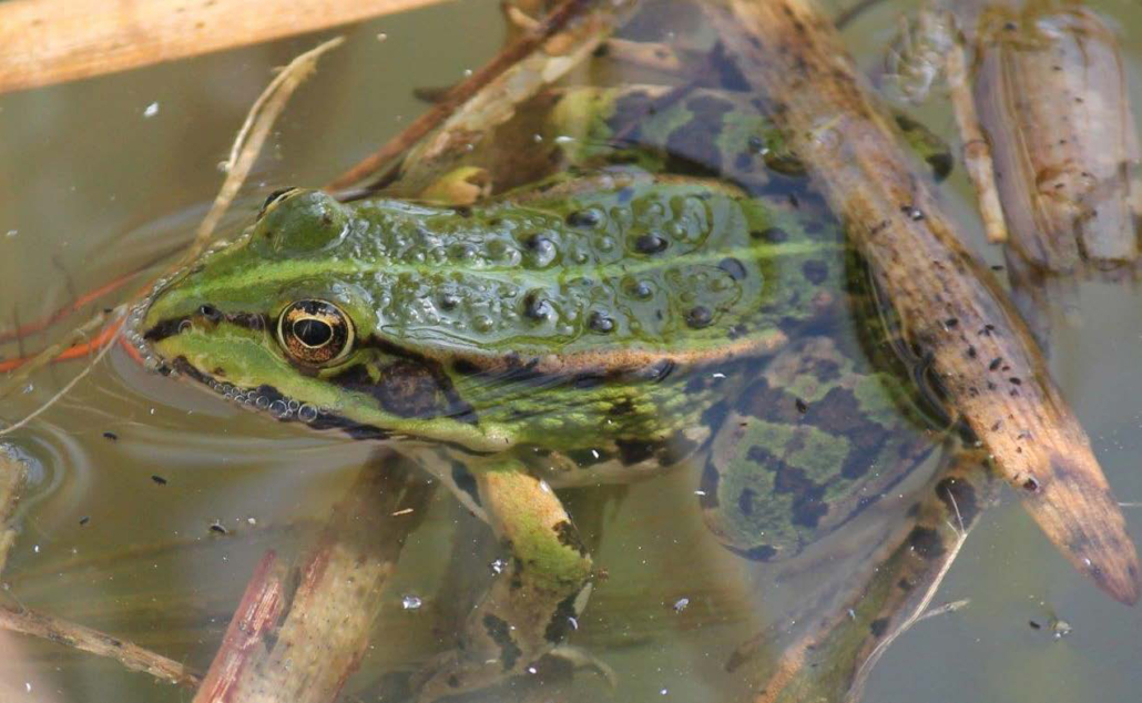 Wasser-oder Teichfrosch (Rana esculenta)