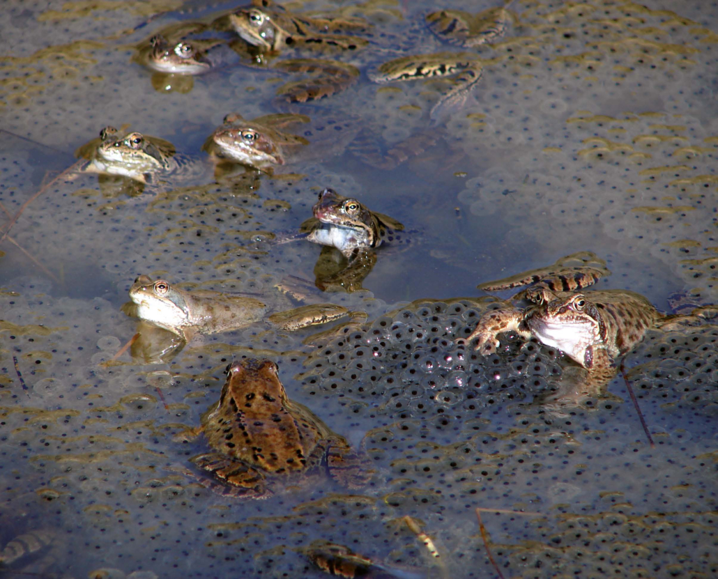 Wasserfrösche am Laichplatz