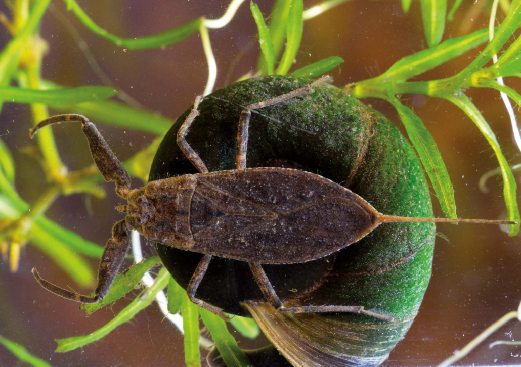 Wasserskorpion ( Nepa cinerea)