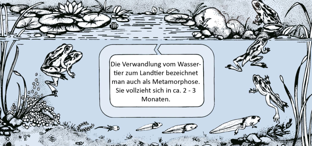 Die Entwicklung bei den Froschlurchen