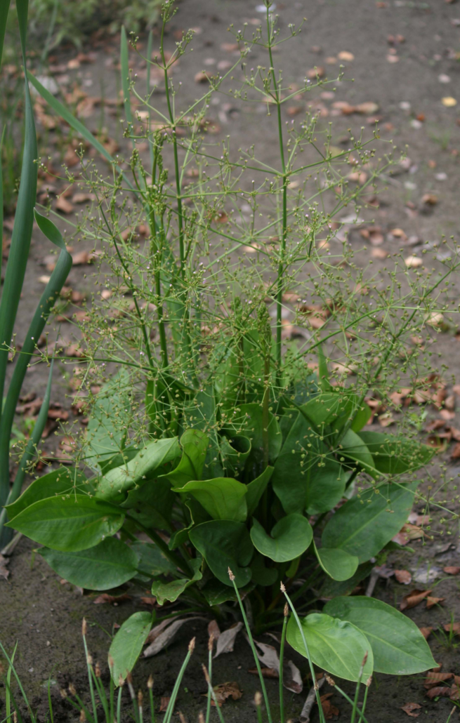 Gemeiner Froschlöffel-1 (Alisma plantago-aquatica)