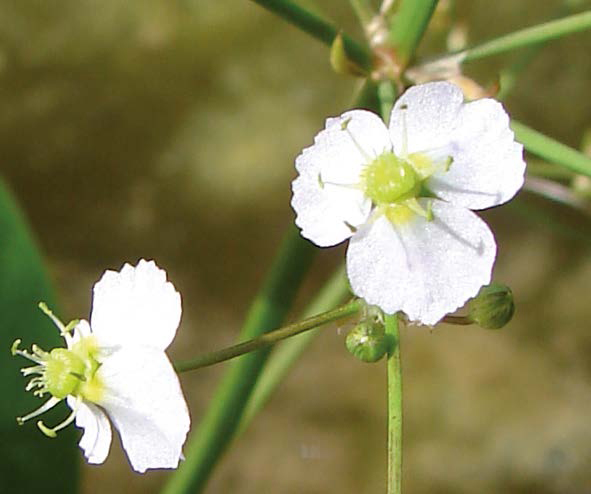 Gemeiner Froschlöffel-2 (Alisma plantago-aquatica)