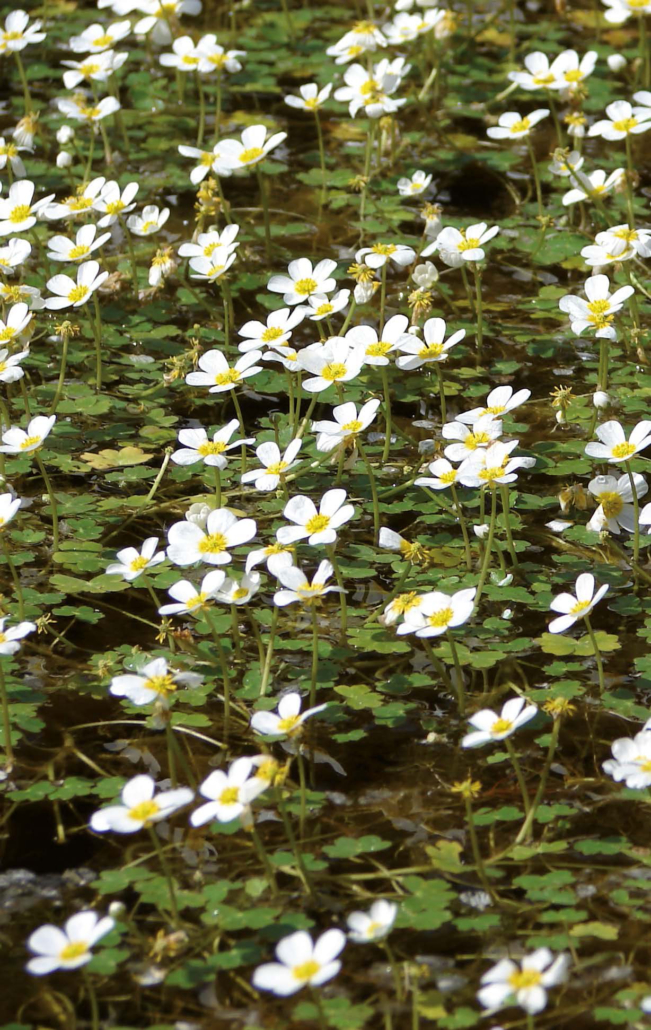 Gemeiner Wasserhahnenfuß - 1 (Ranunculus aquatilis)