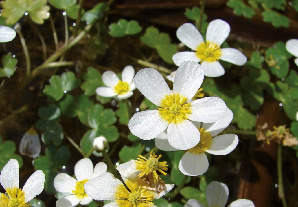 Gemeiner Wasserhahnenfuß - 2 (Ranunculus aquatilis)