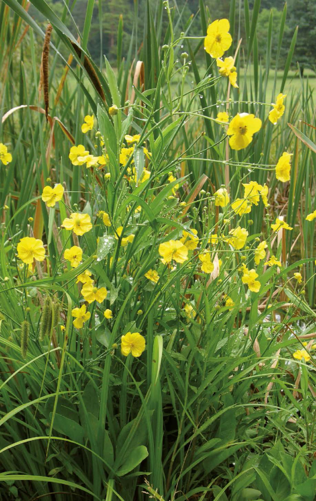 Großer Hahnenfuß, Zungenhahnenfuß-1 (Ranunculus lingua)