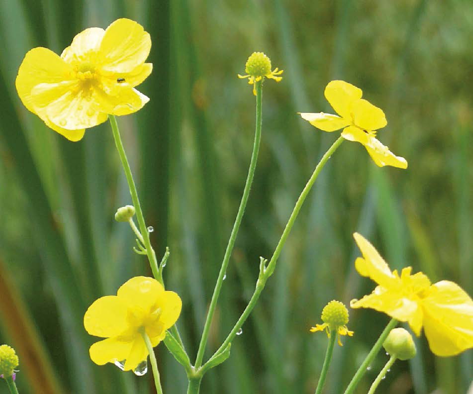 Großer Hahnenfuß, Zungenhahnenfuß-2 (Ranunculus lingua)
