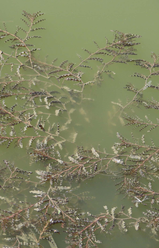 Krauses Laichkraut (Potamogeton crispus)