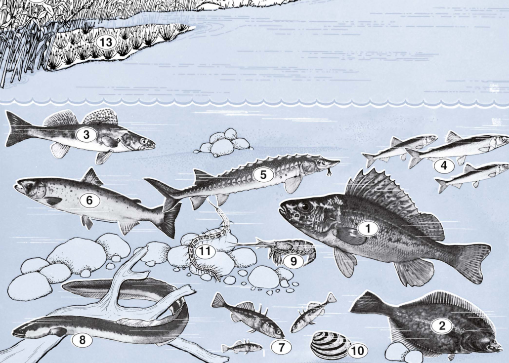 Merkmale der Kaulbarsch- oder Flunderregion (Brackwasserregion)