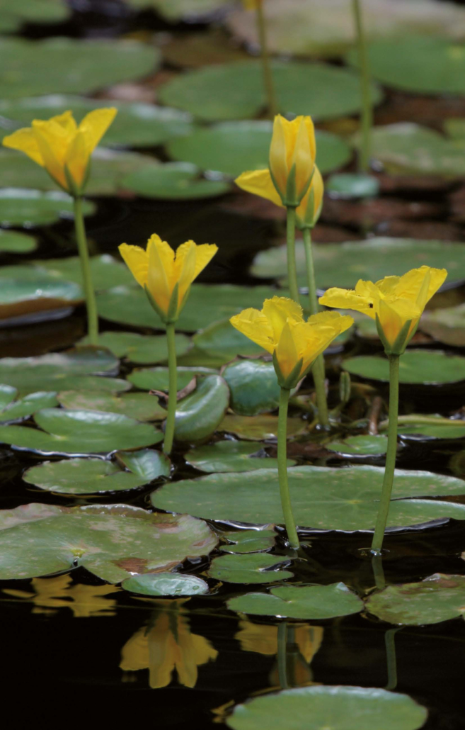 Seekanne, Sumpfrose - 1 (Nymphoides peltata)