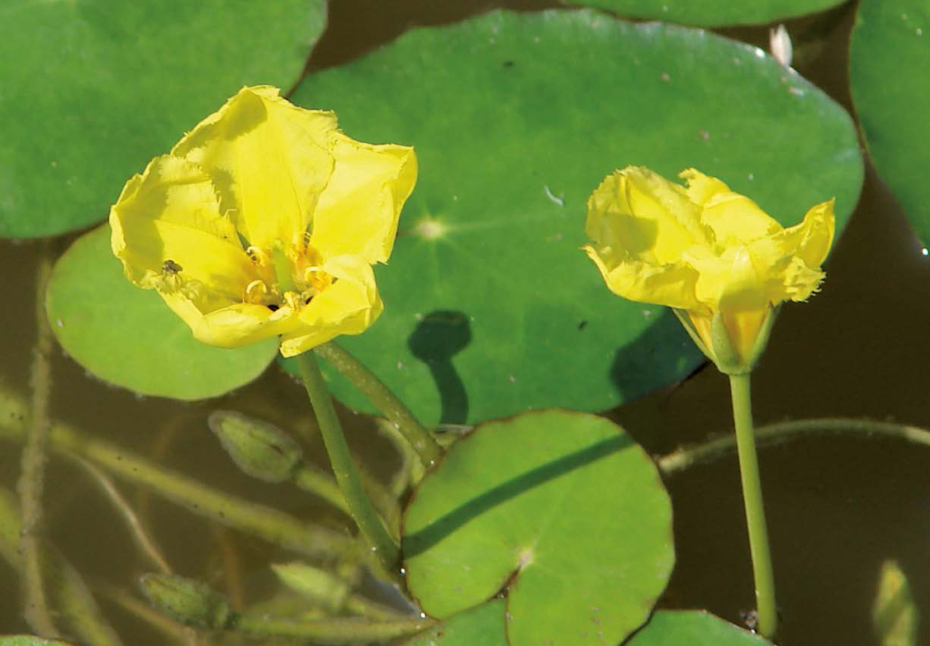 Seekanne, Sumpfrose - 2 (Nymphoides peltata)