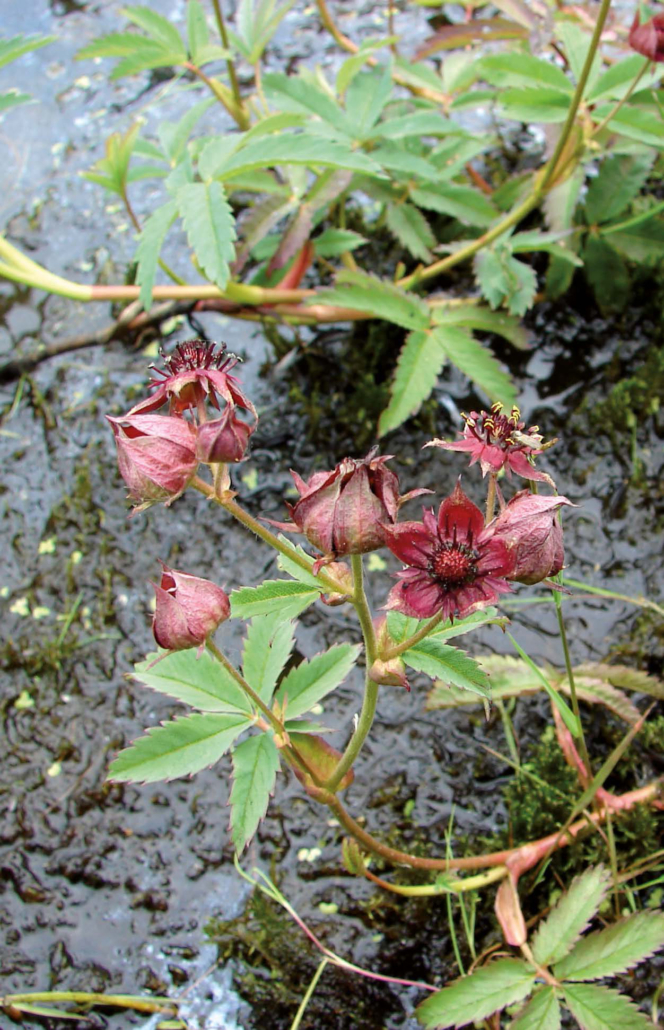 Sumpf-Blutauge-1 (Potentilla palustris)