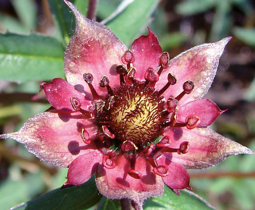 Sumpf-Blutauge-2 (Potentilla palustris)