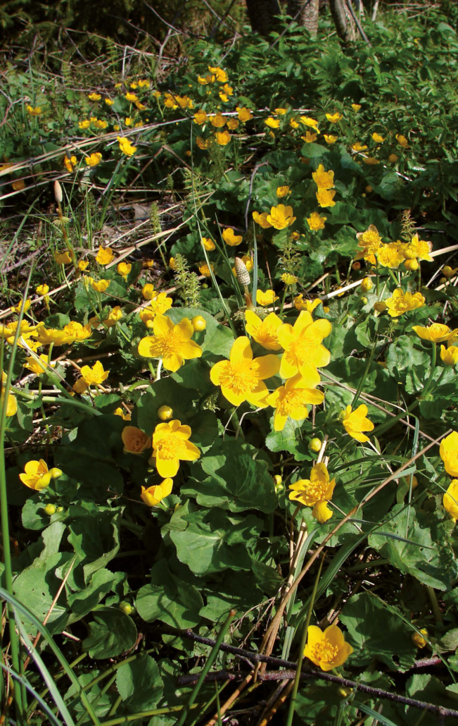 Sumpfdotterblume-1 (Caltha palustris)
