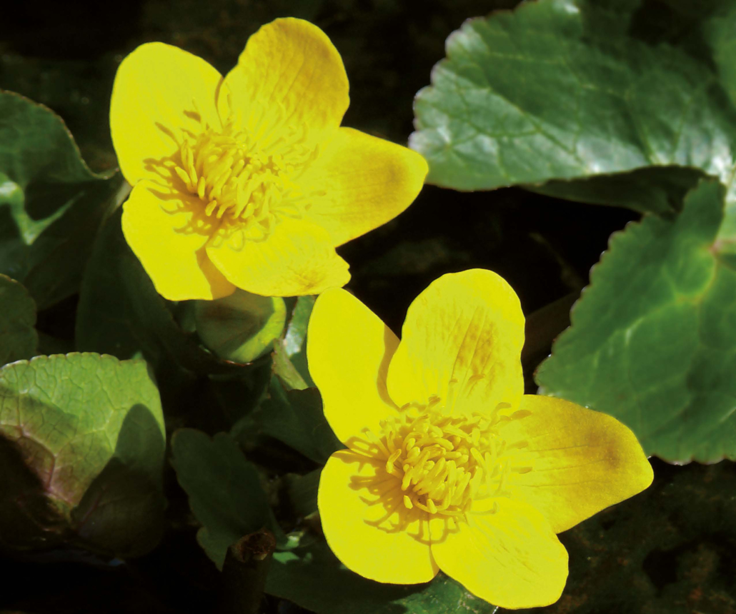 Sumpfdotterblume-2 (Caltha palustris)