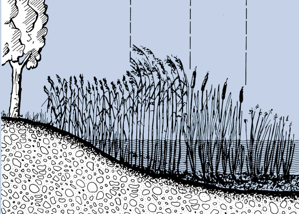 Uferzone - Röhrichtgürtel-Grafik