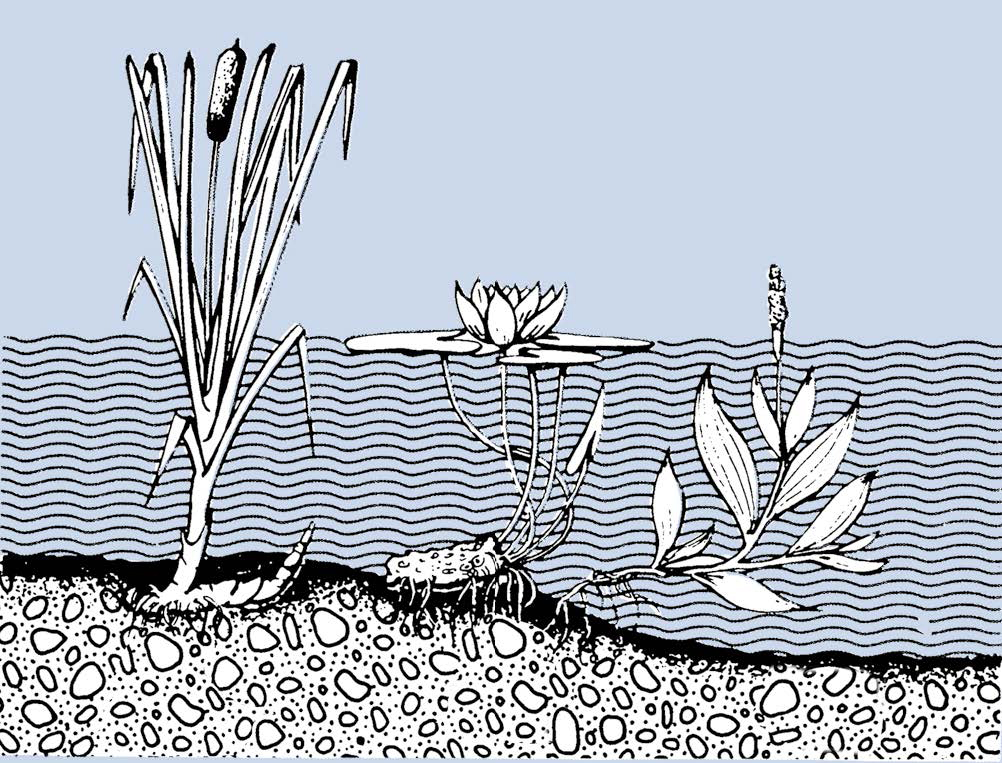 Wasserpflanzen und ihre Ernährung-Grafik-1
