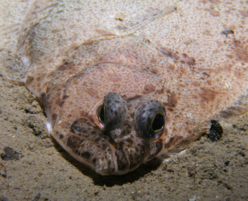 Doggerscharbe (Hippoglossoides platessoides)