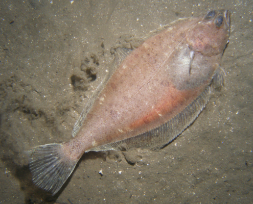 Doggerscharbe (Hippoglossoides platessoides)