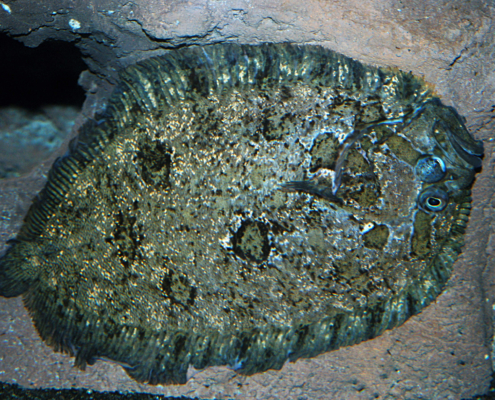 Haarbutt (Zeugopterus punctatus)