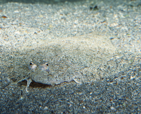 Lammzunge (Arnoglossus laterna)