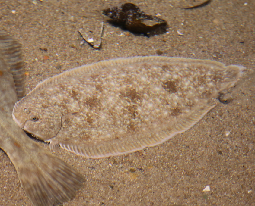 Seezunge (Solea solea)