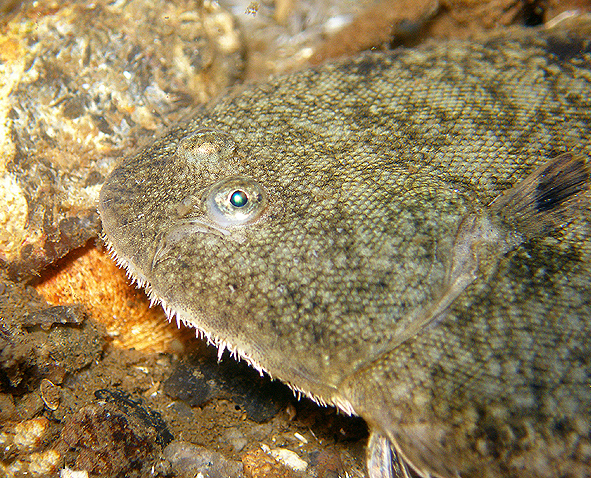 Seezunge (Solea solea)