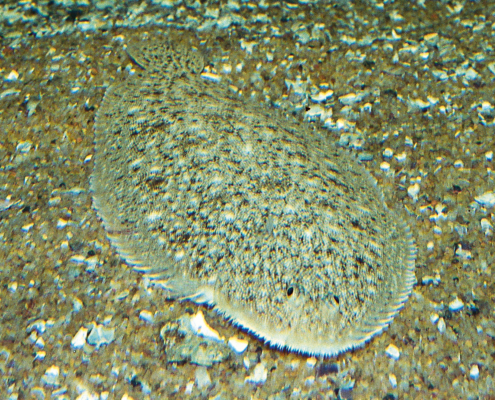 Seezunge (Solea solea)