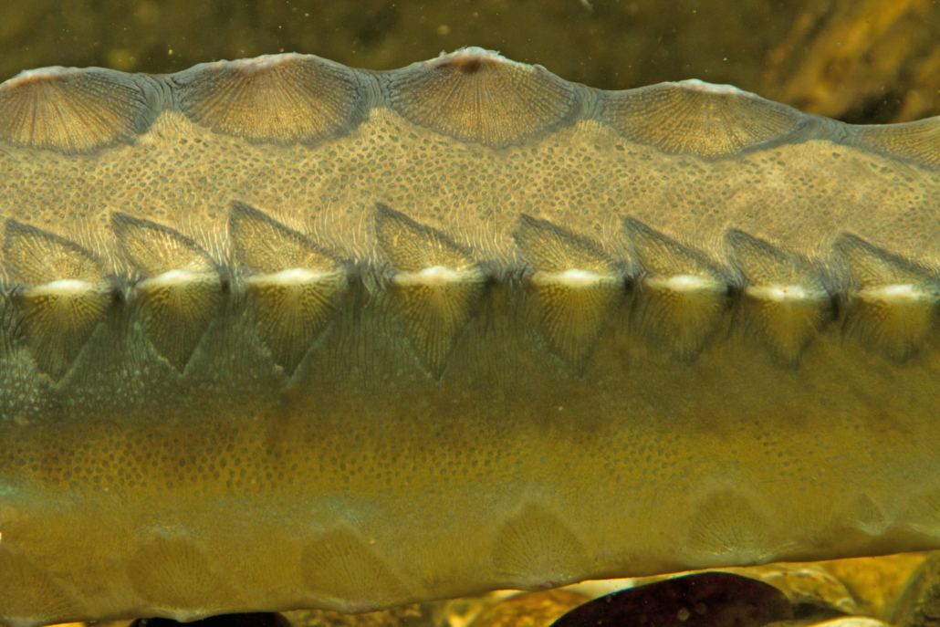 (Atlantischer) Stör, Gemeiner Stör, Nordseestör - Fisch - Heintges ...