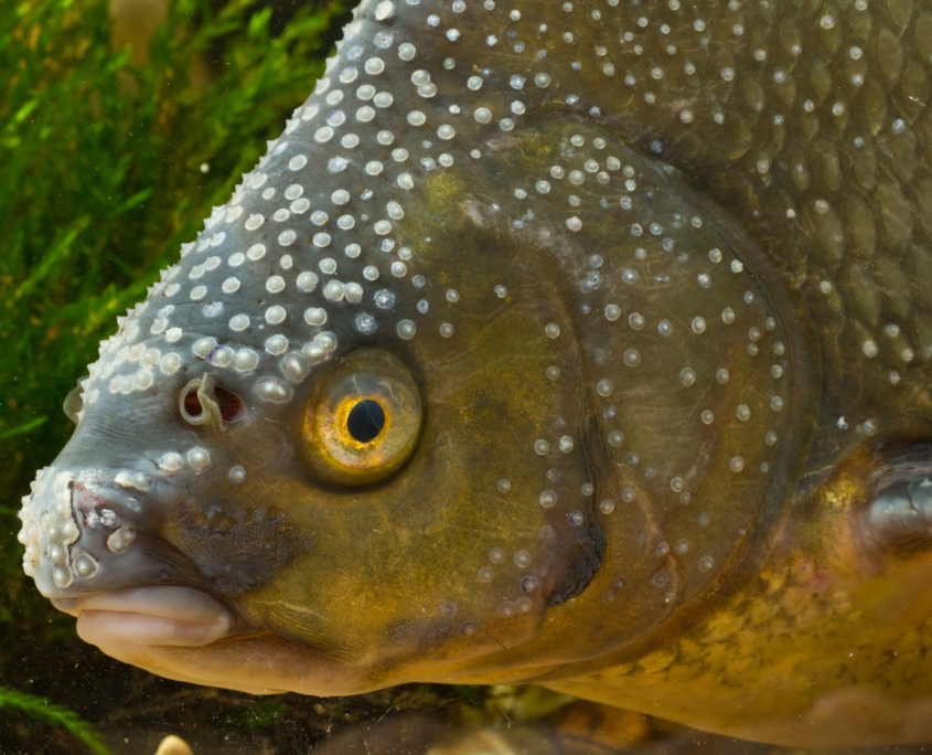 Brachse Laichausschlag