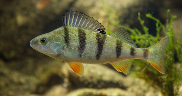 Flussbarsch sechsstreifig