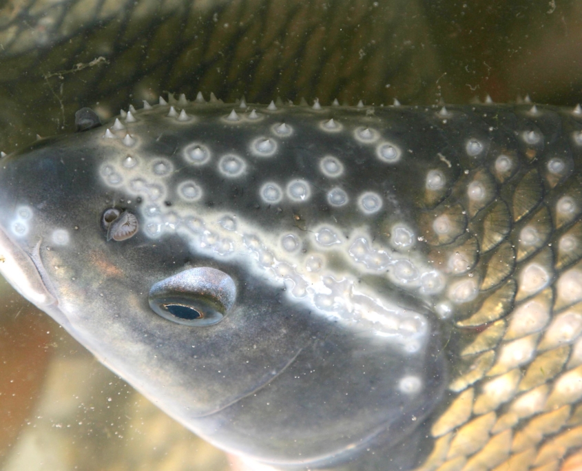 Frauennerfling Amper