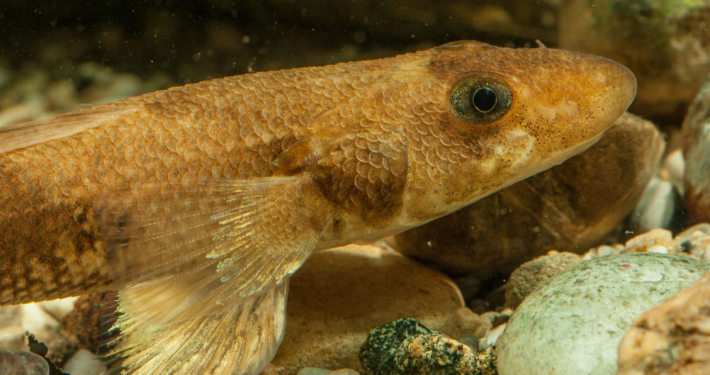 Zingel streber detail