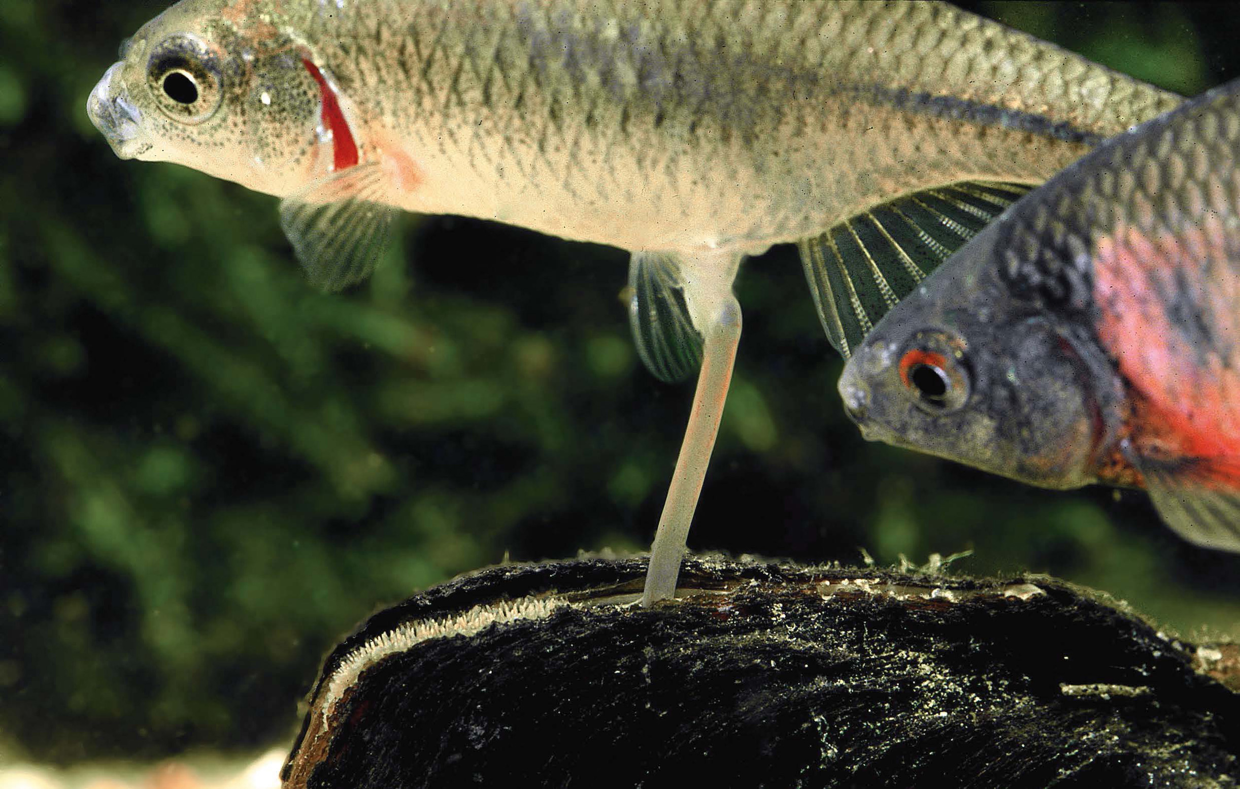 Brutpflege (Bitterling)