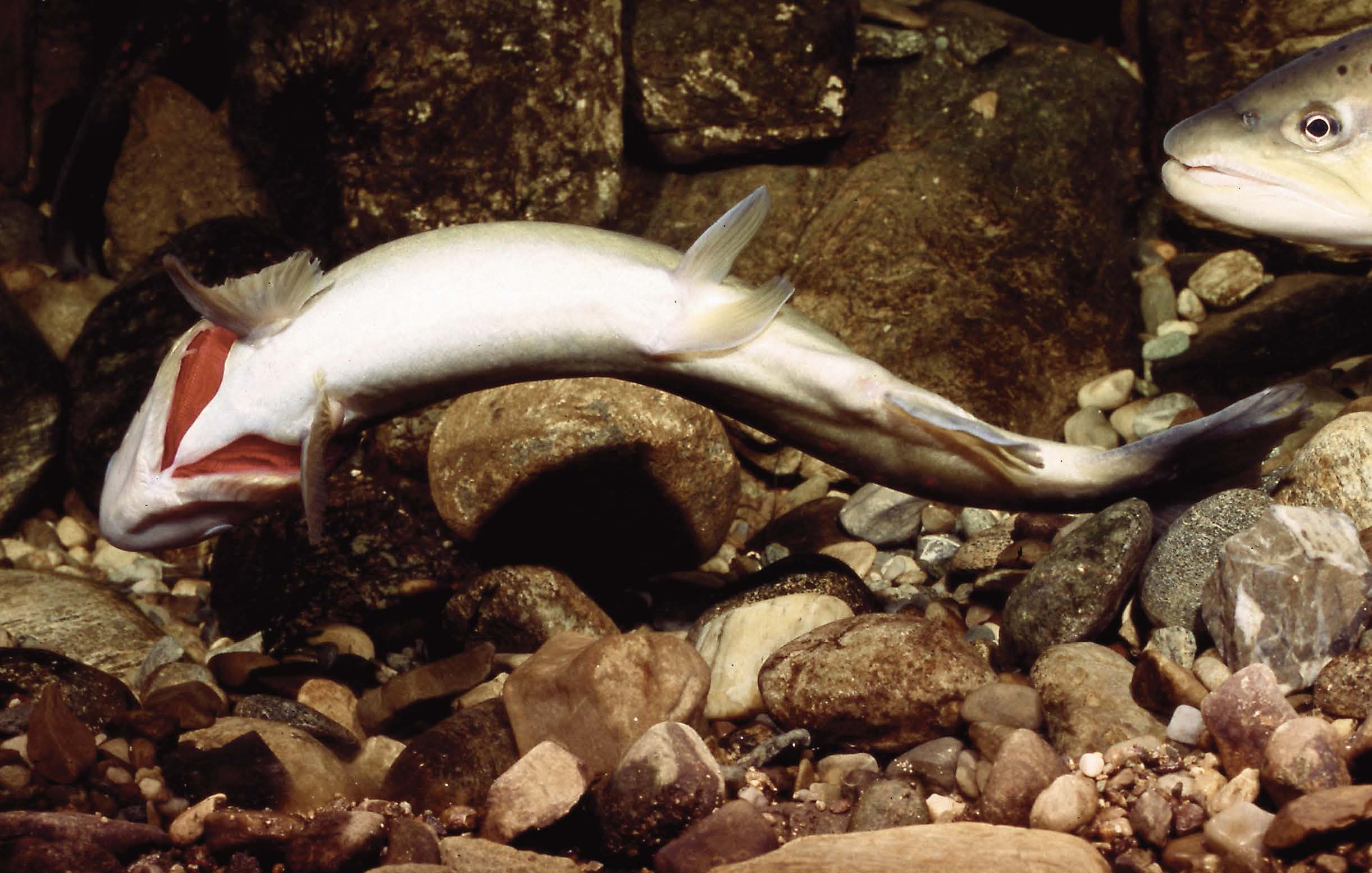 Brutpflege (Laichgrube)