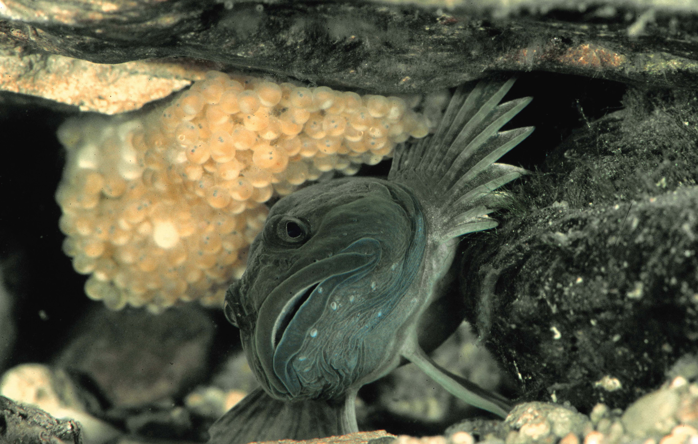 Brutpflege (Mühlkoppe)