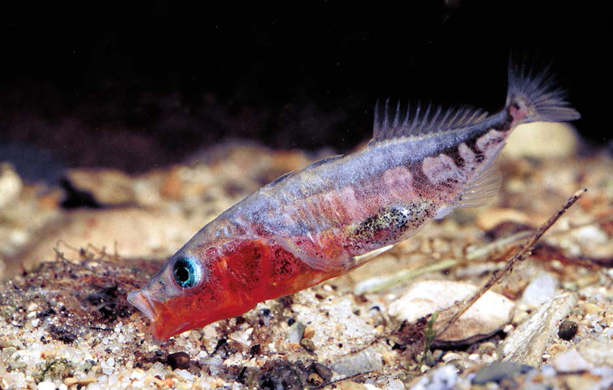 Brutpflege (Stichlinge)