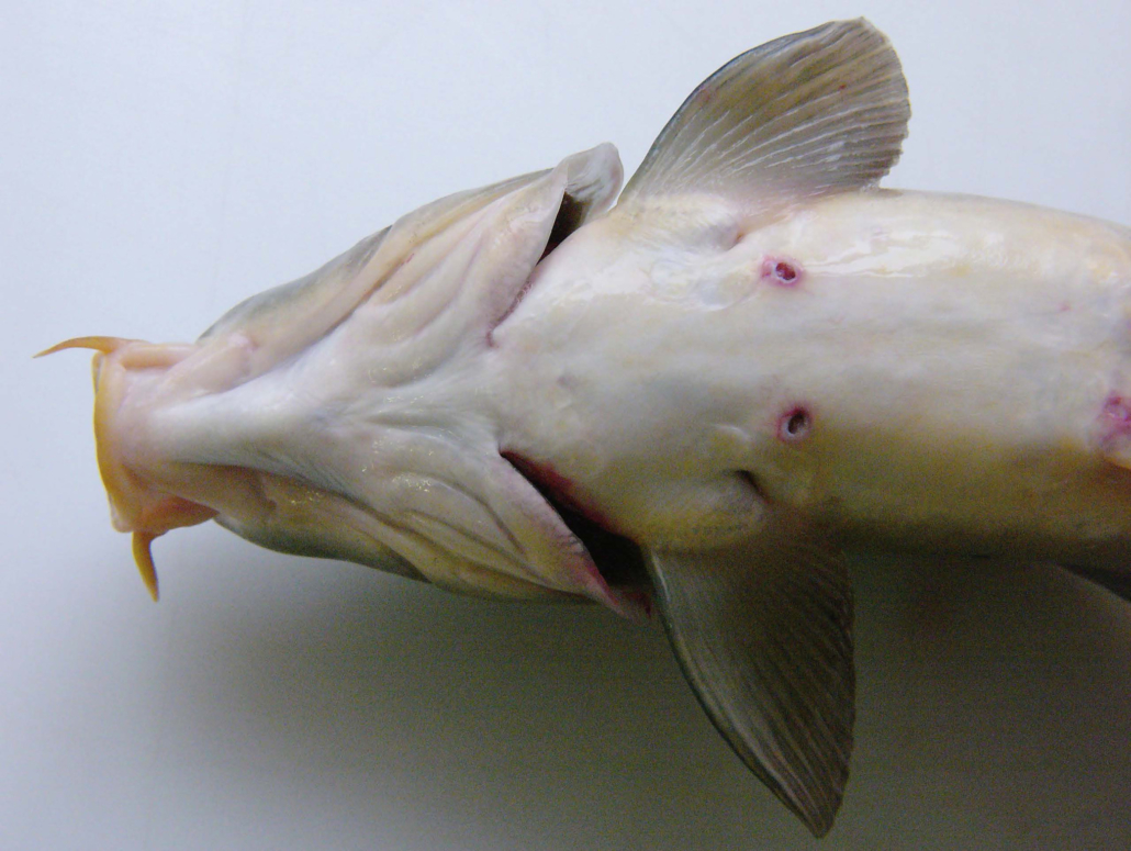 Haut- und Flossenschäden