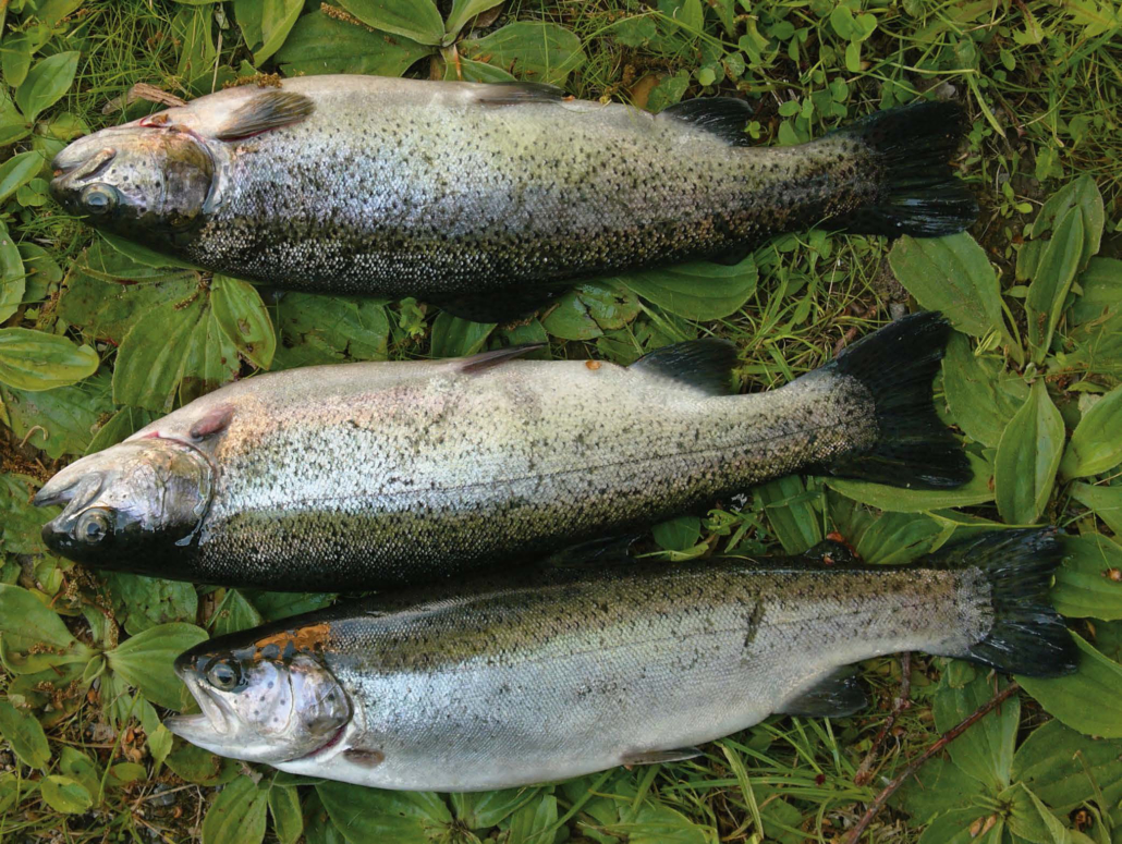 Haut- und Flossenschäden