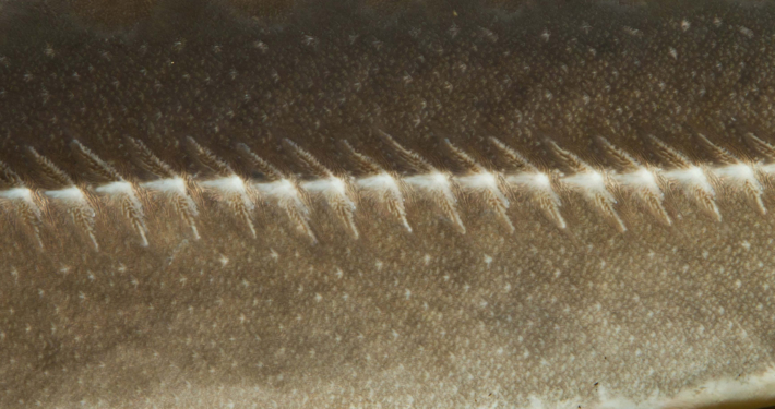 Schmelzschupper (Beispiel Sterlet)