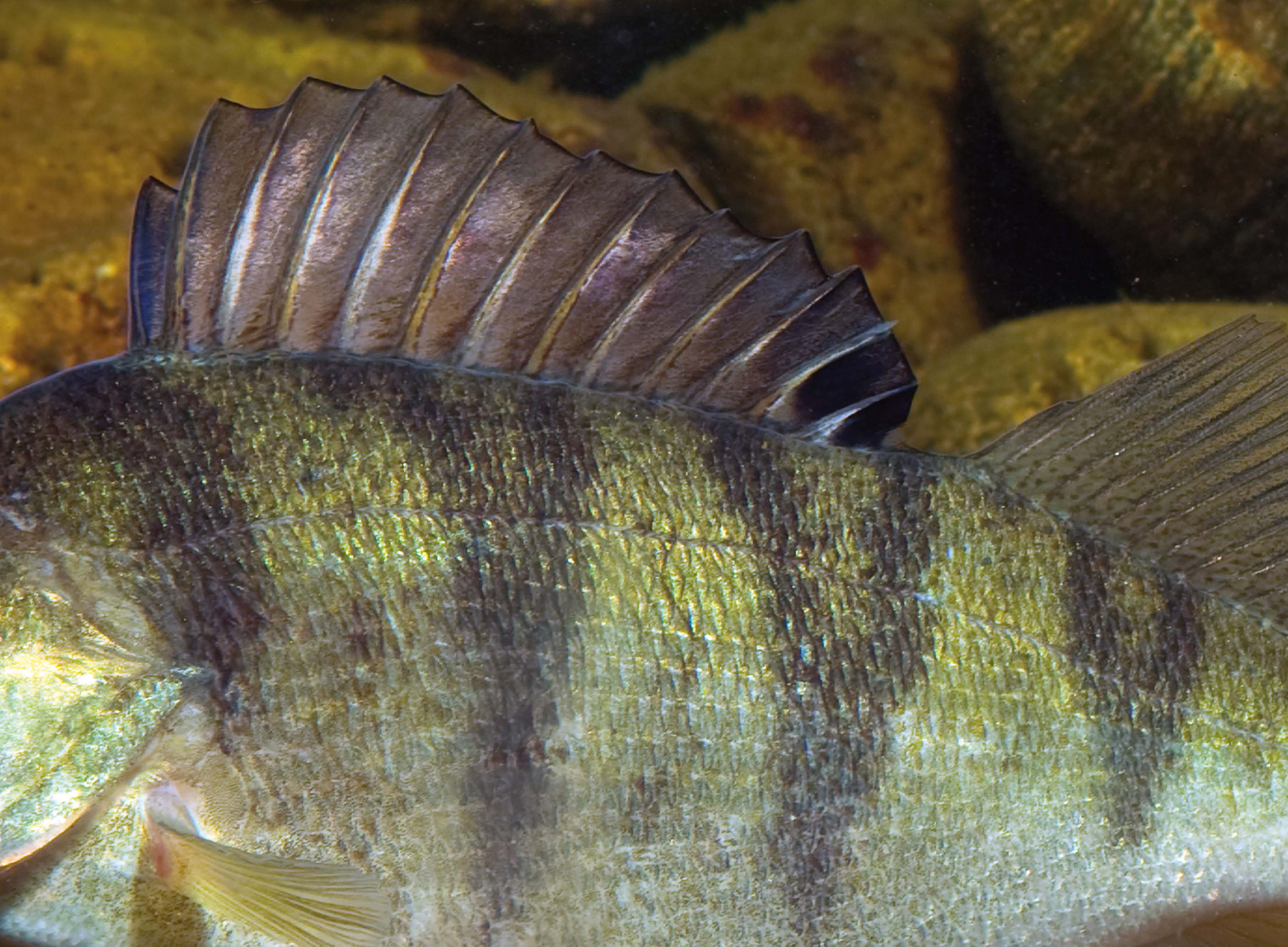 Seitenlinienorgan (Flussbarsch)