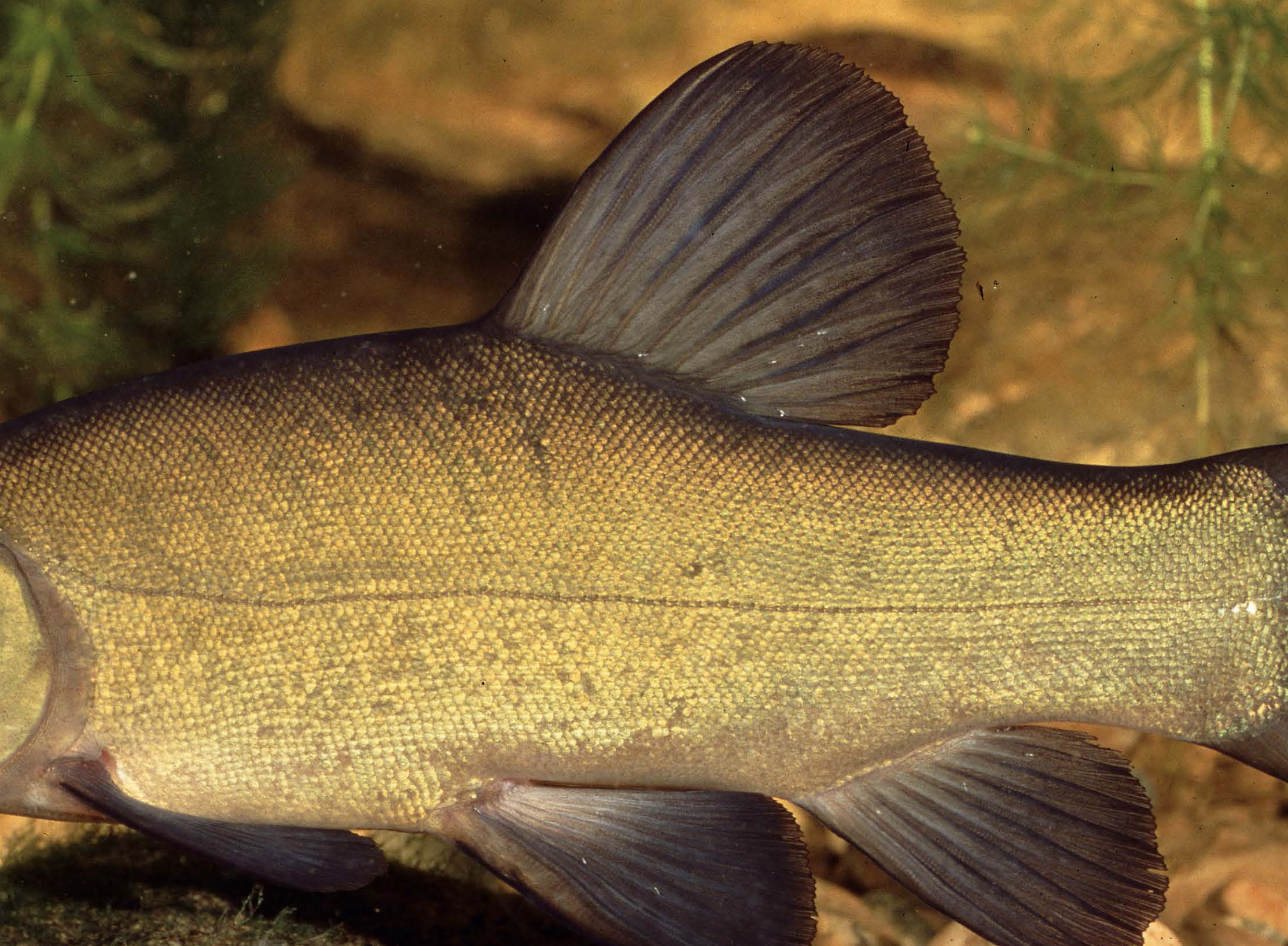Seitenlinienorgan (Schleie)